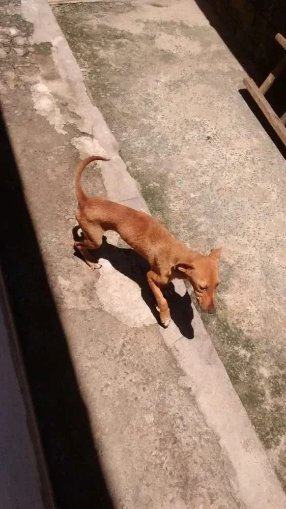 Cachorro ra a Vira lata / Rusk siberiano idade 1 ano nome Magrelinho, shennah,