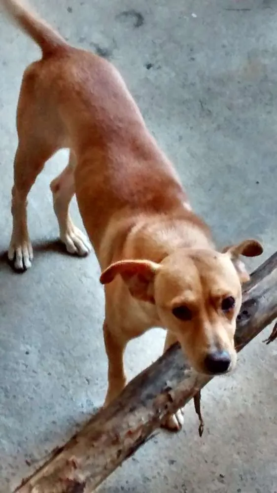 Cachorro ra a Vira lata / Rusk siberiano idade 1 ano nome Magrelinho, shennah,