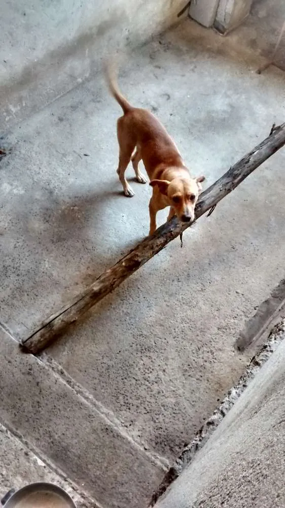 Cachorro ra a Vira lata / Rusk siberiano idade 1 ano nome Magrelinho, shennah,