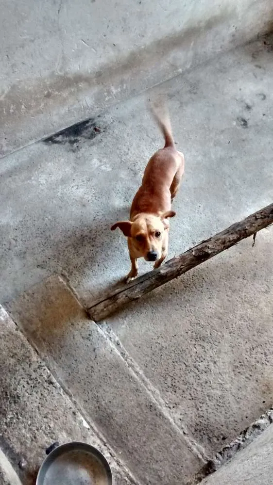 Cachorro ra a Vira lata / Rusk siberiano idade 1 ano nome Magrelinho, shennah,