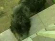Spaky