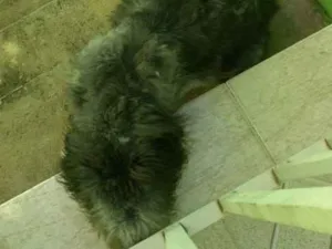 Cachorro raça Poodle com vira lata idade 1 ano nome Spaky