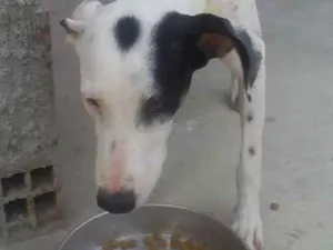 Cachorro raça Dálmata com Vira lata idade 1 ano nome Akira