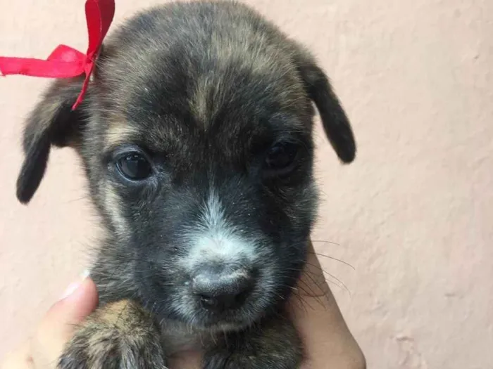 Cachorro ra a Vira Lata idade 2 a 6 meses nome Meg, Fred e outros