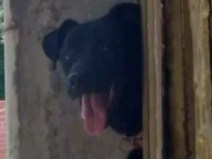 Cachorro raça Labrador  idade 2 anos nome Lua