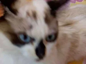 Gato raça Não sei idade 1 ano nome Sem nome