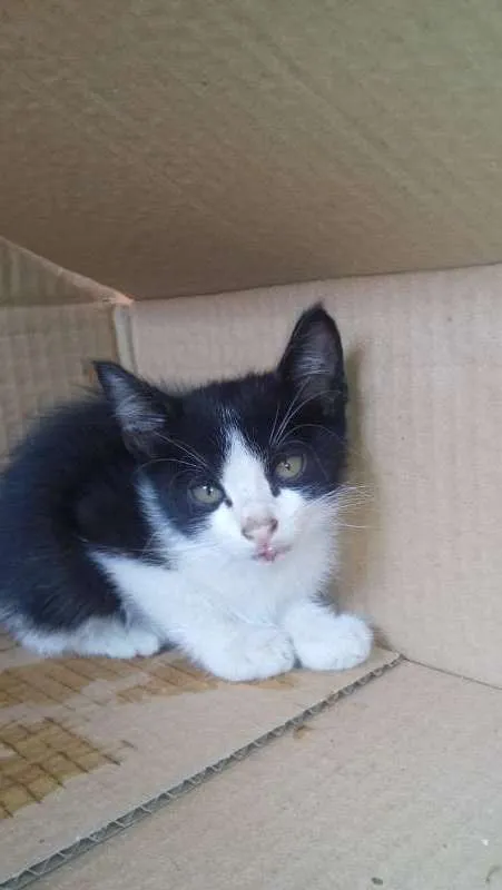 Gato ra a  idade Abaixo de 2 meses nome Juninho
