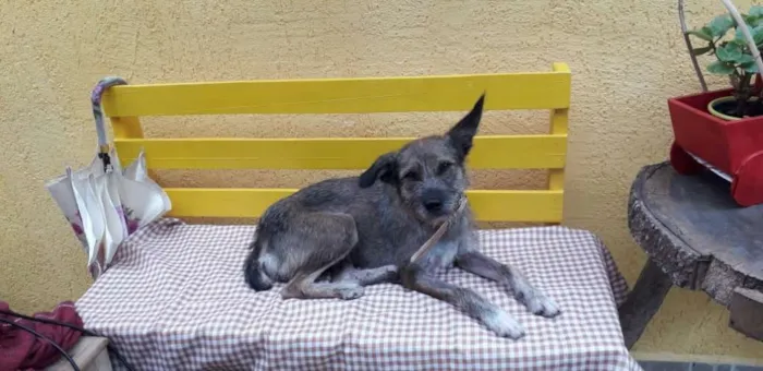 Cachorro ra a srd idade 2 anos nome Luna