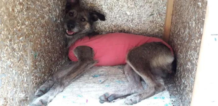Cachorro ra a srd idade 2 anos nome Luna