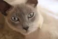 Nefertiti