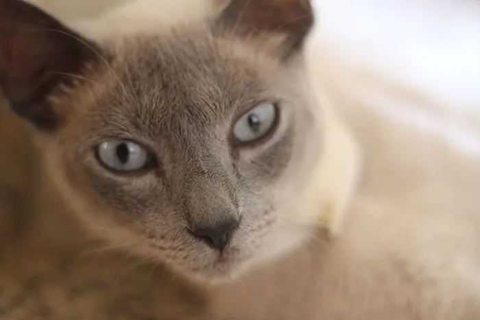 Gato ra a SRD idade 7 a 11 meses nome Nefertiti