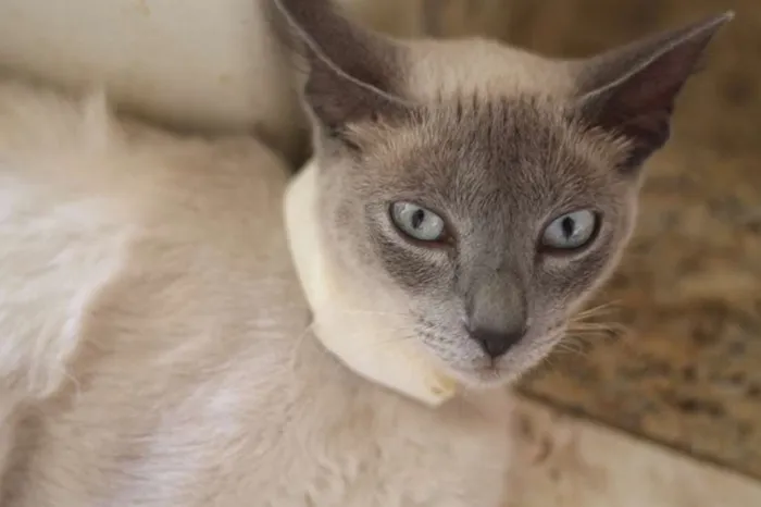 Gato ra a SRD idade 7 a 11 meses nome Nefertiti