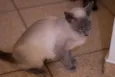 Nefertiti