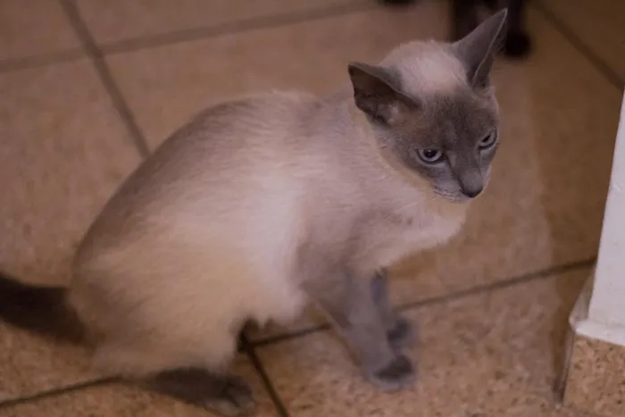 Gato ra a SRD idade 7 a 11 meses nome Nefertiti