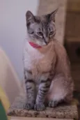 Maitê
