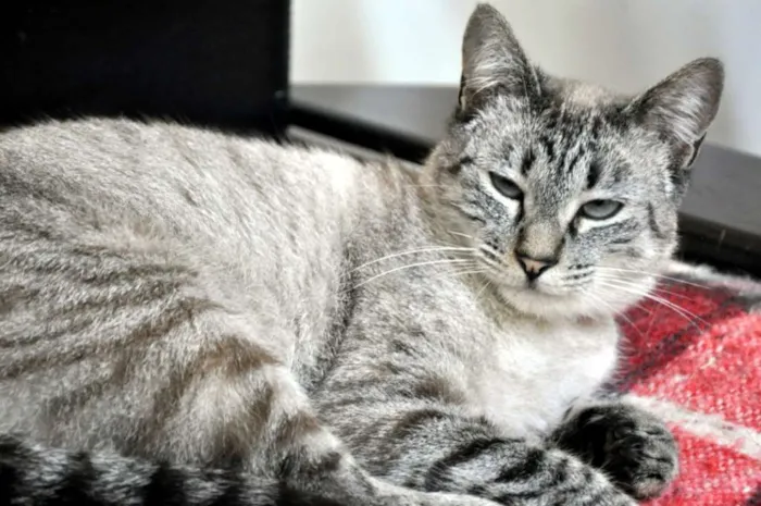 Gato ra a SRD idade 1 ano nome Maitê