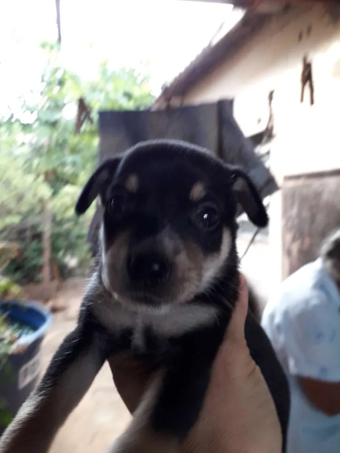 Cachorro ra a Srd idade Abaixo de 2 meses nome Filhotinhos