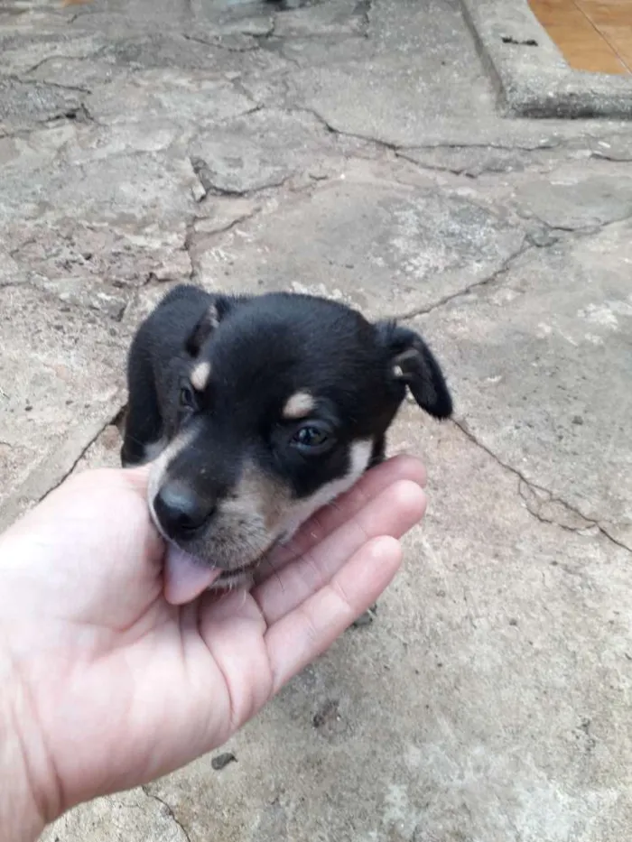 Cachorro ra a Srd idade Abaixo de 2 meses nome Filhotinhos