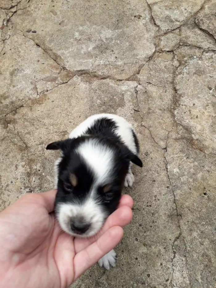 Cachorro ra a Srd idade Abaixo de 2 meses nome Filhotinhos