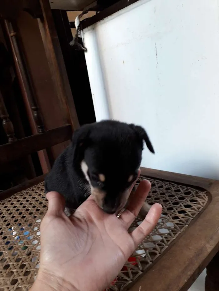 Cachorro ra a Srd idade Abaixo de 2 meses nome Filhotinhos