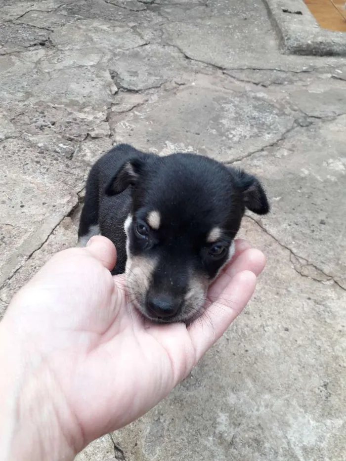 Cachorro ra a Srd idade Abaixo de 2 meses nome Filhotinhos