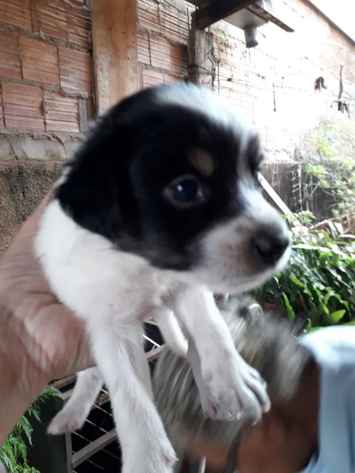 Cachorro ra a Srd idade Abaixo de 2 meses nome Filhotinhos