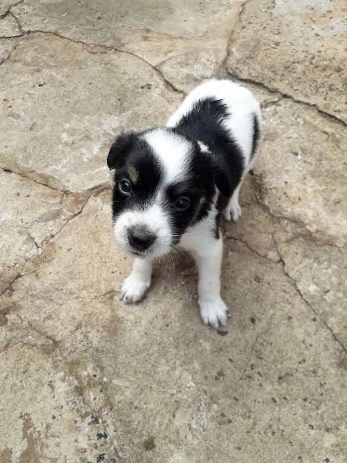 Cachorro ra a Srd idade Abaixo de 2 meses nome Filhotinhos