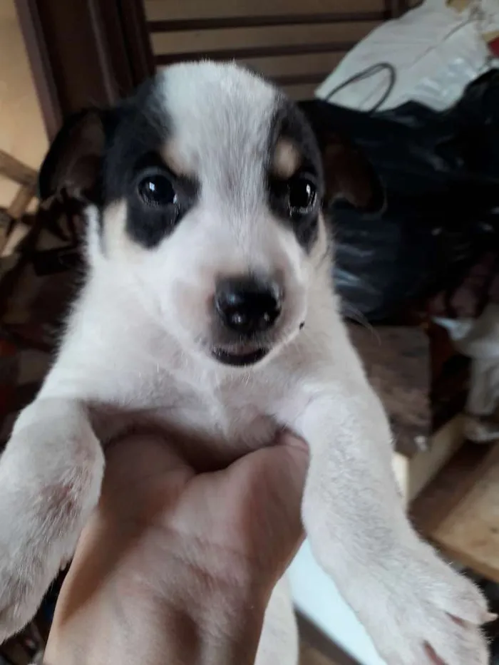 Cachorro ra a Srd idade Abaixo de 2 meses nome Filhotinhos