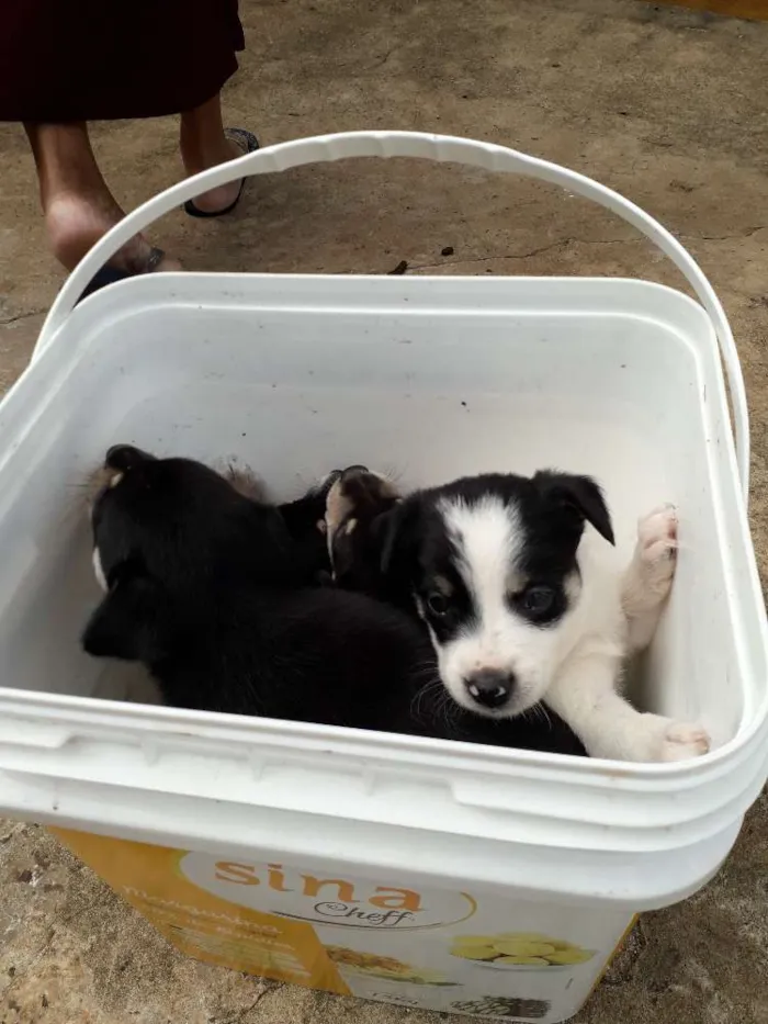 Cachorro ra a Srd idade Abaixo de 2 meses nome Filhotinhos