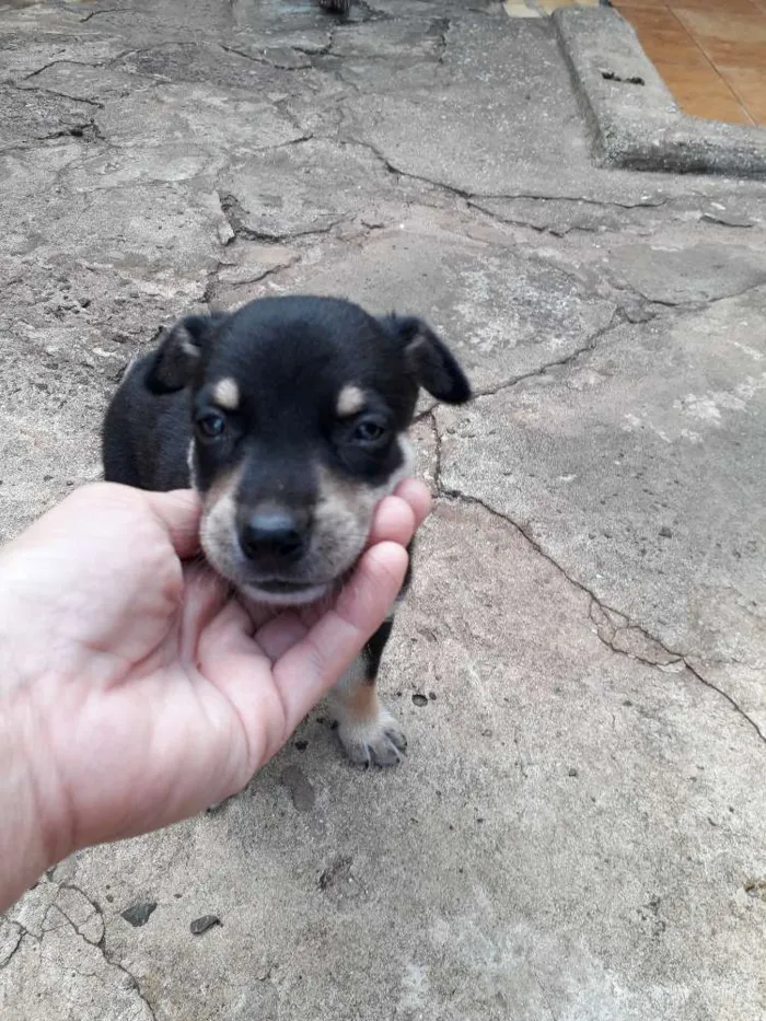 Cachorro ra a Srd idade Abaixo de 2 meses nome Filhotinhos