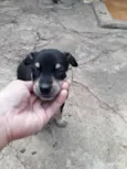 Filhotinhos