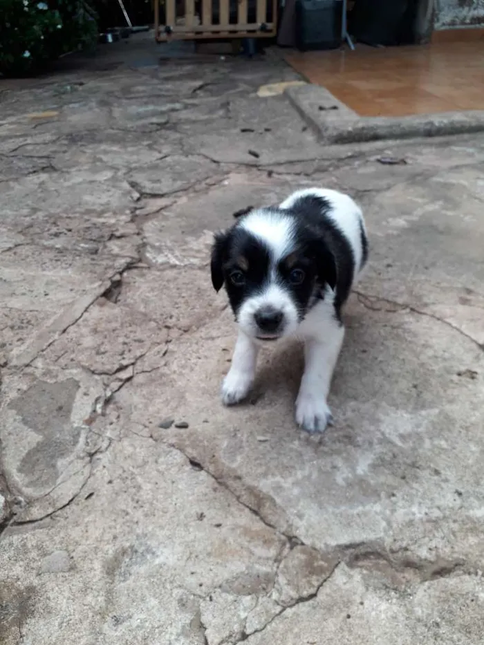 Cachorro ra a Srd idade Abaixo de 2 meses nome Filhotinhos