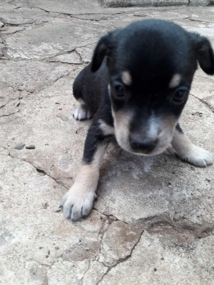 Cachorro ra a Srd idade Abaixo de 2 meses nome Filhotinhos