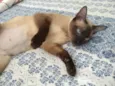 Mulan