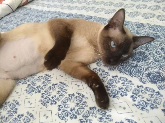 Gato ra a SRD idade 7 a 11 meses nome Mulan