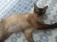 Mulan