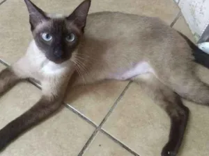 Gato raça SRD idade 7 a 11 meses nome Mulan