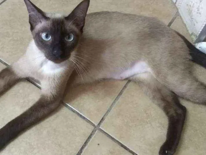 Gato ra a SRD idade 7 a 11 meses nome Mulan