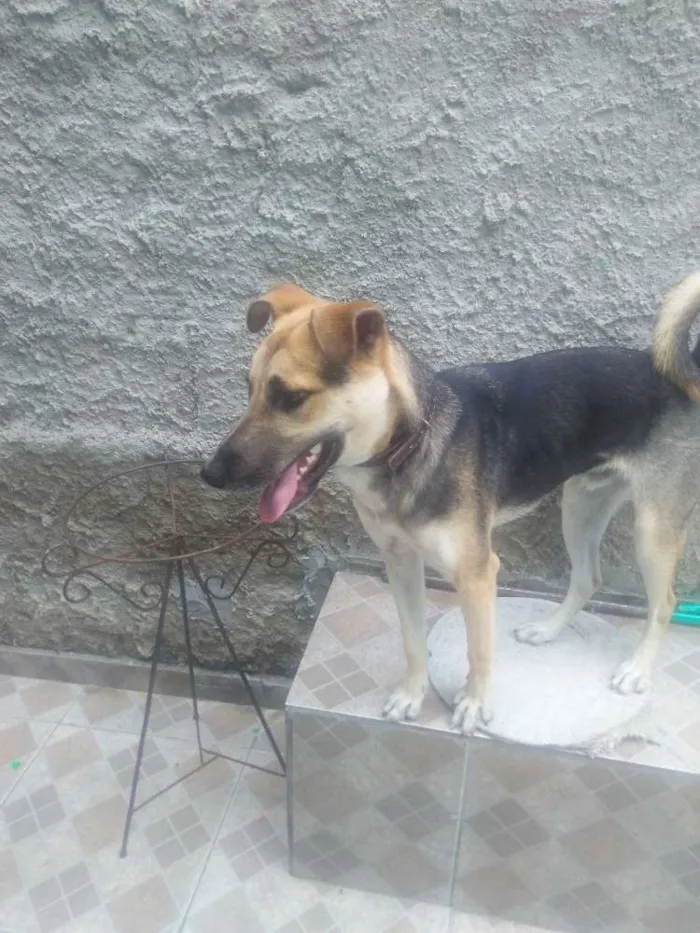 Cachorro ra a Não definida idade 1 ano nome Fred