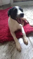 Antonieta