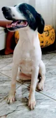 Antonieta