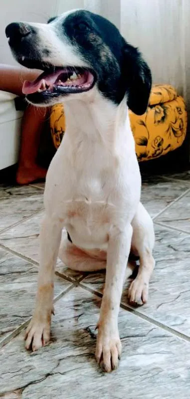 Cachorro raça SRD idade 2 a 6 meses nome Antonieta