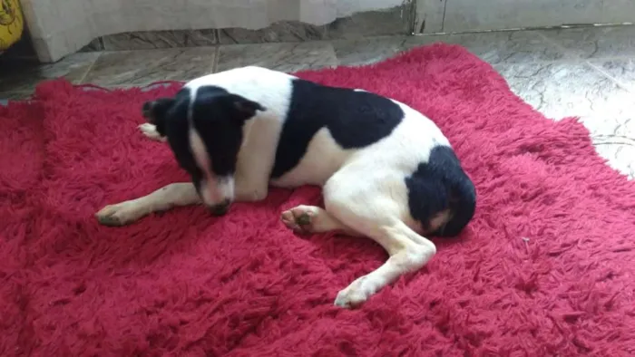 Cachorro raça SRD idade 2 a 6 meses nome Antonieta