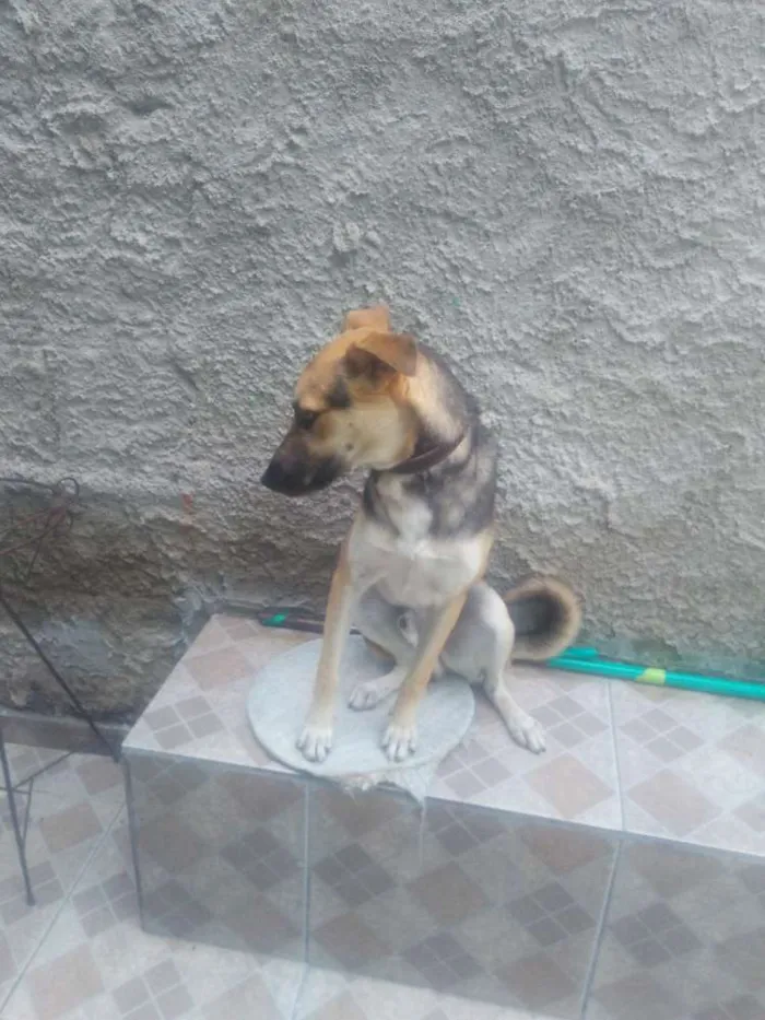 Cachorro ra a Não definida idade 1 ano nome Fred