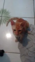 João