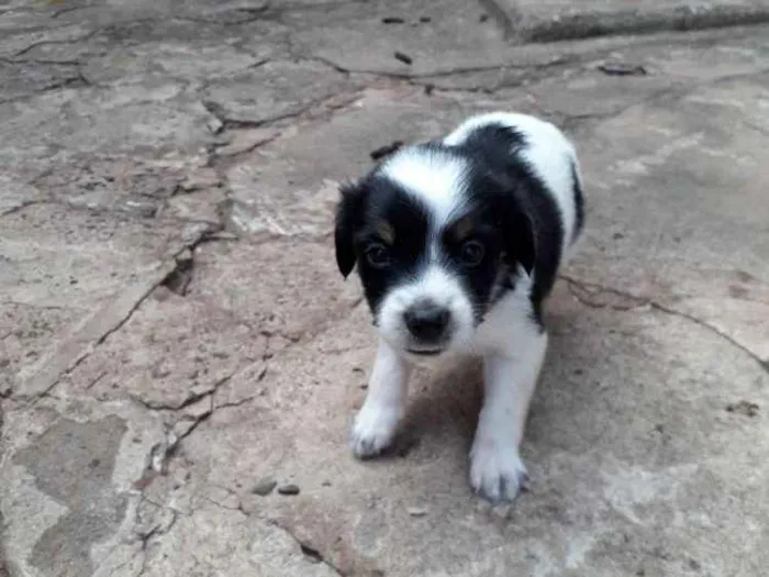 Cachorro ra a Srd idade Abaixo de 2 meses nome Filhotinhos