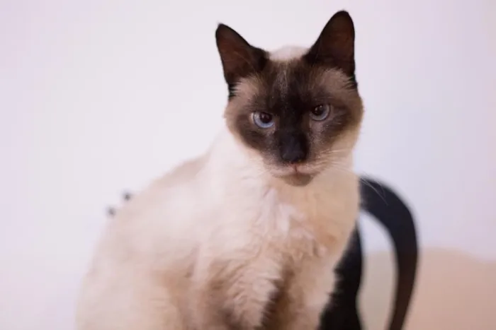 Gato ra a SRD idade 5 anos nome Mutano