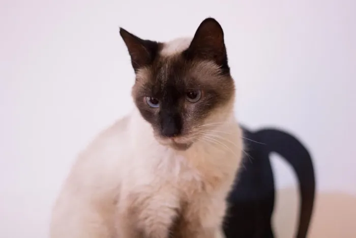 Gato ra a SRD idade 5 anos nome Mutano