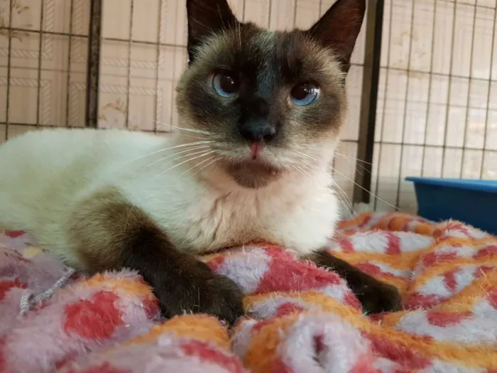 Gato ra a SRD idade 5 anos nome Mutano