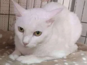 Gato raça SRD idade 3 anos nome Lilo e Stitch